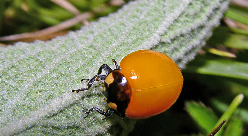 Coccinella